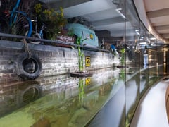 Artis-Aquarium heeft een opvallend elektrisch ‘muisje’ als gast ...
